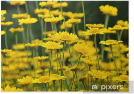 Image result for Färberkamille