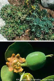 Attēlu rezultāti vaicājumam “Euphorbia palustris fruit”