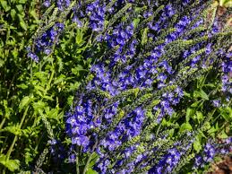 Attēlu rezultāti vaicājumam “Veronica austriaca subsp. teucrium leaf”