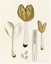 Attēlu rezultāti vaicājumam “Helvella elastica”