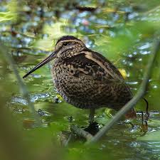 Attēlu rezultāti vaicājumam “Gallinago gallinago nest”