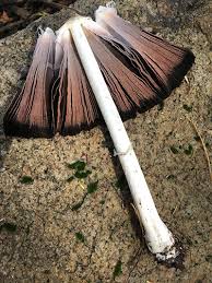 Image result for coprinus