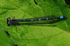 Attēlu rezultāti vaicājumam “Coenagrion pulchellum male”