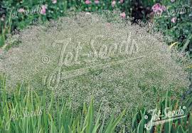 Attēlu rezultāti vaicājumam “Gypsophila paniculata”