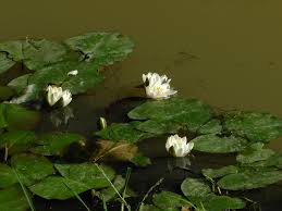 Attēlu rezultāti vaicājumam “Potamogeton trichoides leaf”