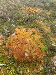 Attēlu rezultāti vaicājumam “Sphagnum austinii”