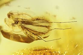 Attēlu rezultāti vaicājumam “Limoniidae”