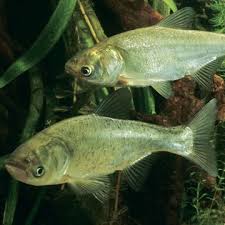 Image result for Hypophthalmichthys molitrix