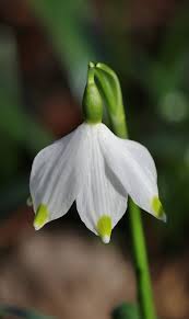 Attēlu rezultāti vaicājumam “Leucojum vernum var. carpathicum flower”
