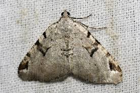 Attēlu rezultāti vaicājumam “Macaria wauaria”