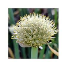 Résultat de recherche d'images pour "Allium fistulosum"