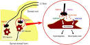 Hyperalgesia Pictures, Hyperalgesia Image, Medical Photo Gallery