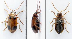 Attēlu rezultāti vaicājumam “Phyllobrotica quadrimaculata”