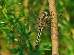 Attēlu rezultāti vaicājumam “Orthetrum cancellatum”