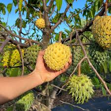 Attēlu rezultāti vaicājumam “Carlina biebersteinii fruit”