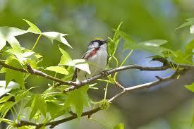 Image result for Dendroica pensylvanica