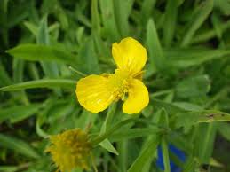 Attēlu rezultāti vaicājumam “Ranunculus lingua leaf”