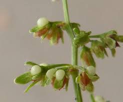 Image result for Rumex sanguineum