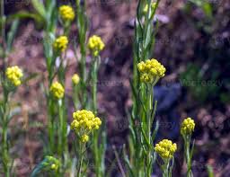 Attēlu rezultāti vaicājumam “Helichrysum arenarium leaf”