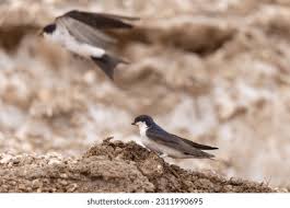 Attēlu rezultāti vaicājumam “Delichon urbicum nest”