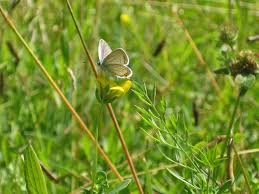 Attēlu rezultāti vaicājumam “Everes argiades”