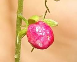 Attēlu rezultāti vaicājumam “Erysimum hieracifolium fruit”