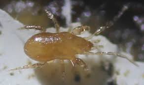 Attēlu rezultāti vaicājumam “Mesostigmata”