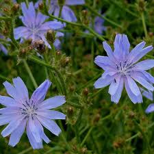 Image result for Chicorée