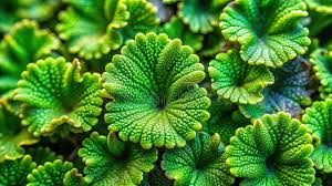 Attēlu rezultāti vaicājumam “Scapania”