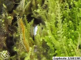 Attēlu rezultāti vaicājumam “Lophozia”