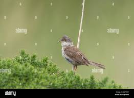 Attēlu rezultāti vaicājumam “Sylvia communis adult”