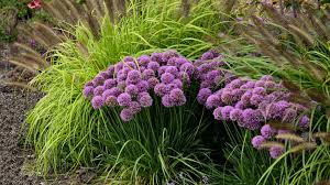 Attēlu rezultāti vaicājumam “Allium cepa flower”