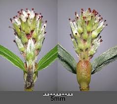 Attēlu rezultāti vaicājumam “Salix repens subsp. rosmarinifolia”