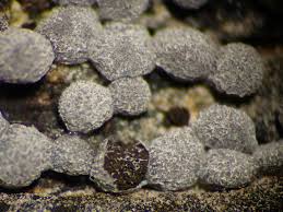 Attēlu rezultāti vaicājumam “Badhamia foliicola”