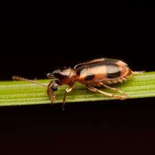 Attēlu rezultāti vaicājumam “Notoxus monoceros”