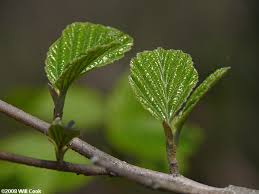 Attēlu rezultāti vaicājumam “Hamamelis virginiana leaf”