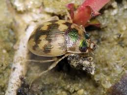 Attēlu rezultāti vaicājumam “Omophron limbatum”