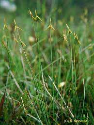 Attēlu rezultāti vaicājumam “Carex pauciflora”