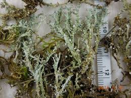 Attēlu rezultāti vaicājumam “Cladonia squamosa”