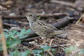 Image result for Locustella lanceolata