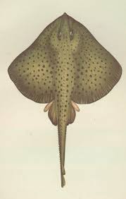 Image result for Raja montagui