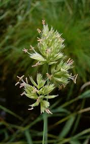 Attēlu rezultāti vaicājumam “Dactylis polygama”