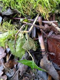 Attēlu rezultāti vaicājumam “Craterium minutum stalked”