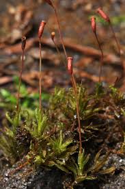 Attēlu rezultāti vaicājumam “Atrichum undulatum sporophyte”