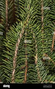 Attēlu rezultāti vaicājumam “Picea abies leaf”