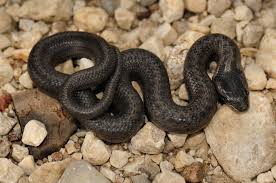 Attēlu rezultāti vaicājumam “Coronella austriaca adult”