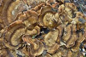 Attēlu rezultāti vaicājumam “Ischnoderma benzoinum”