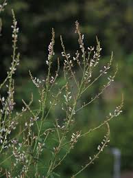 Attēlu rezultāti vaicājumam “Diderma ochraceum sessile”