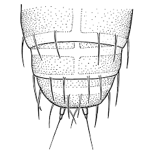 Attēlu rezultāti vaicājumam “Craspedosoma rawlinsi”