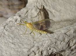 Attēlu rezultāti vaicājumam “Heptagenia sulphurea female”